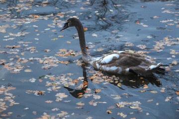H&ouml;ckerschwan im Oktober