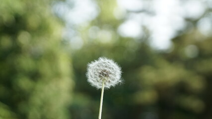 flower, summer, dandelion, nature, green, plant, seed, white, spring, grass, wind, seeds, flora, fluffy, growth, weed, macro, beauty, blossom, stem, life, closeup, outdoors