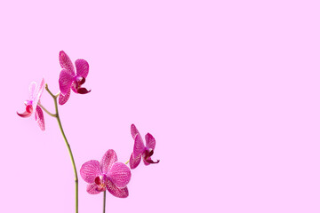 Fototapeta na wymiar Orchid flower in front of purple background. Floral composition with copyspace.