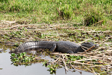 Yacaré in the Ibera wetlands 