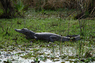 Yacaré in the Ibera Wetlands 