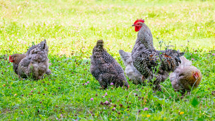 Gray spotted rooster and chickens in the garden of the farm on the grass looking for food
