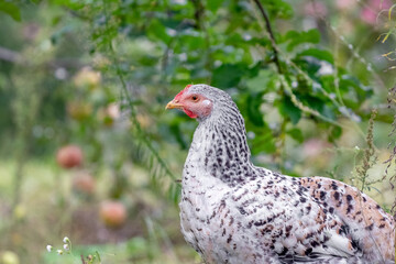 Gray motley chicken in the garden near the tree