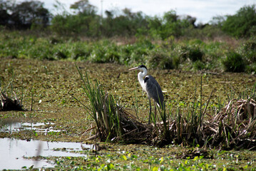 Garza in the wetlands