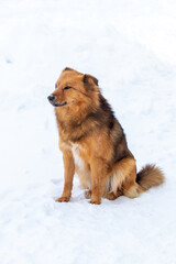 Brown fluffy dog in the winter sitting in the snow