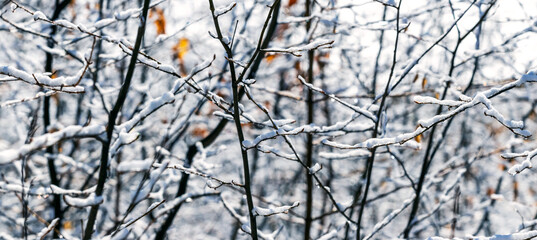 Snow-covered tree branches in the forest on a blurred background