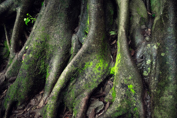 Giant tree roots in tropical forest. Tree roots in green forest. Sustainable tourism concept. Hike in the green forest. Trekking concept. Amatlán, Mexico.