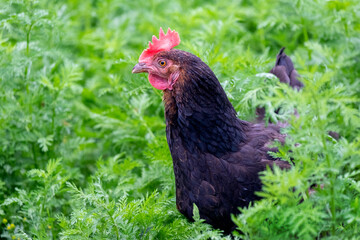 Black chicken in the garden on the green grass in profile