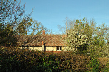 Fototapeta na wymiar Roof of Old Farm Building in Woodland seen against Blue Sky 