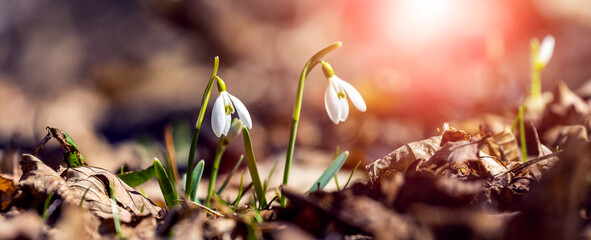 Snowdrops in the spring forest among the dry leaves in the rays of the evening sun
