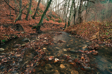 Beautiful stream (creek) with stones and orange leafs on foreground in dark and moody forest - autumn time. Small river in deep forest streaming throught the valley - without folliage.