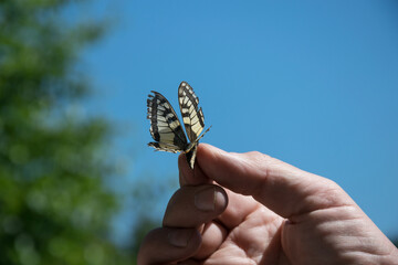 Butterfly close-up on a blue sky background. A butterfly with yellow wings is being held in hands.
