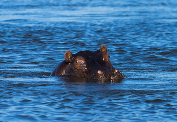 hippopotamus in water