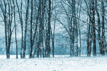 Winter forest with trees by the river during snowfall
