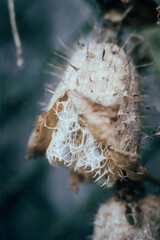 The thorny fruit of the mad cucumber, a plant in the pumpkin family. Echinocystis plant or mad cucumber, blackthorn.