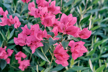 Blooming shrub Bougainvillea with pink flowers over background of green leaves.