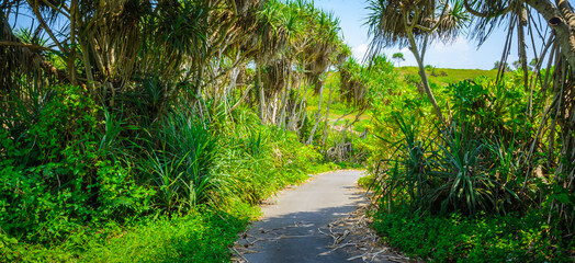 Beautiful park with pandan trees on Bali, Indonesia