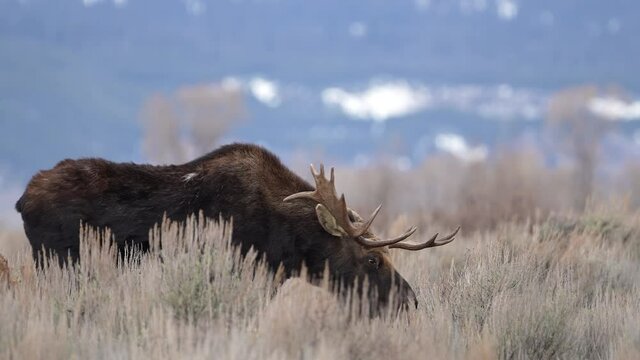 Bull Moose in the Wyoming wilderness moving through the bush after the rutting season.