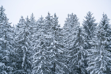 Wintereinbruch, verschneiter Wald, Schnee, Winter wonderland