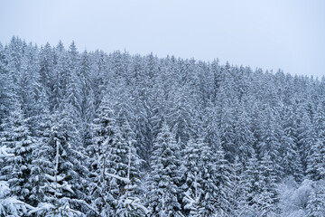 Wintereinbruch, verschneiter Wald, Schnee, Winter wonderland
