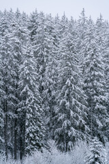 Wintereinbruch, verschneiter Wald, Schnee, Winter wonderland