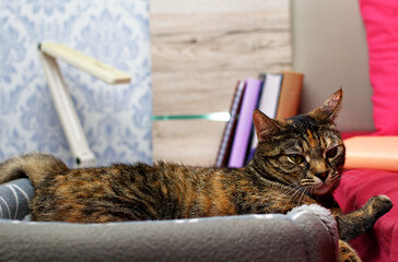 A cute tabby cat lies in its crib against the background of a book and a lamp.
