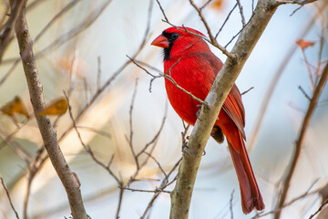 Male Northern Cardinal Perched  in Tree in Winter in Louisiana
