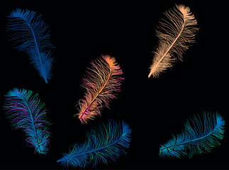 four blue and two orange feathers isolated on black