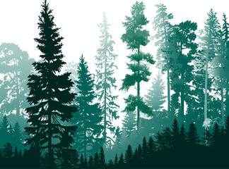 Fototapeta premium isolated on white thin firs cyan forest