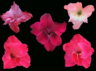set of five gladiolus flowers isolated on black