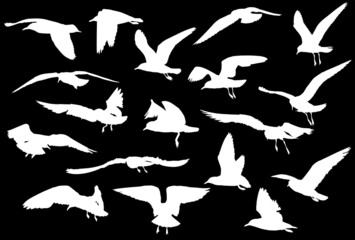 eighting gull silhouette collection isolated on black