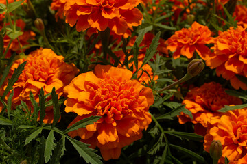 Close up orange French Marigold or Tagetes Patula plant blossom on green city park flower bed