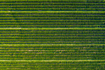 Orange plantation seen with drone