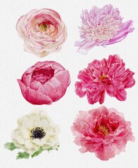 Watercolor set of flowers peony