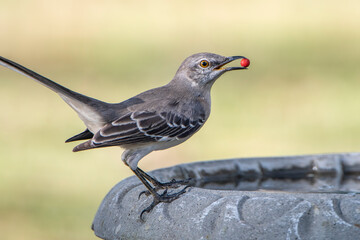 Mockingbird with Holly Berry in Its Beak
