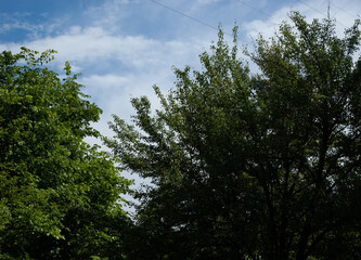 summer background: trees with lush green leaves against blue sky