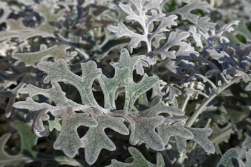 Abstract plant (Cineraria Maritima) texture. Exotic silvery leaves close-up. Beautiful nature wallpaper.