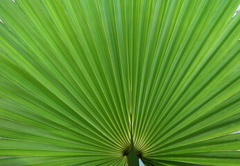 Obraz premium Green leaf of a tropical plant close-up. Beautiful nature pattern of leaves texture as background.