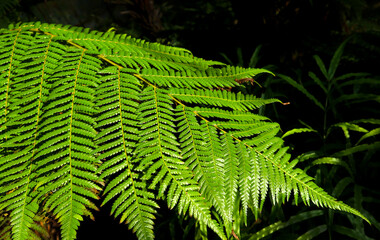 Green leaf of tropical fern (Dicksonia antarctica) close-up. Bright foliage with beautiful pattern.