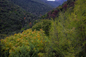 The full-frame on the greens of the valley covered with different trees