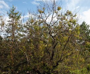 summer background: dry tree in forest against the blue sky