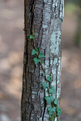 Obraz premium Textured forest background with green climbing plant on the tree trunk.
