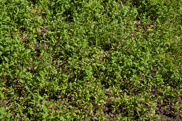 Obraz premium summer background: lush green grass. top view