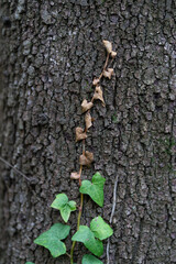 Textured forest background with green climbing plant on the tree trunk.