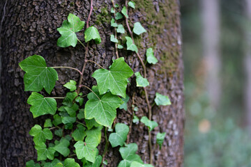 Textured forest background with green climbing plant on the tree trunk.