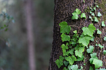 Textured forest background with green climbing plant on the tree trunk.