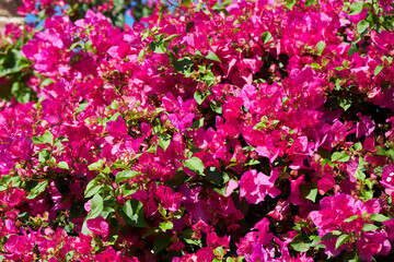 Beautiful blossom of magenta bougainvillea.  (Bougainvillea glabra Choisy).  Bougainvillea flowers texture and background.