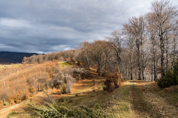 Fototapeta na wymiar autumn in the forest, Namaiesti Village, Arges, Romania 