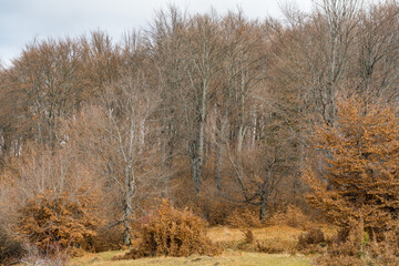 autumn in the forest  Namaiesti Village, Arges, Romania 