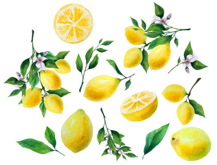 Lemon, fruit, flowers, lemon branch, decoratin, illustration, watercolor